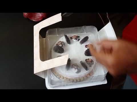 UNBOXING HATSUN CREAM AND COOKIES ICECREAM CAKE