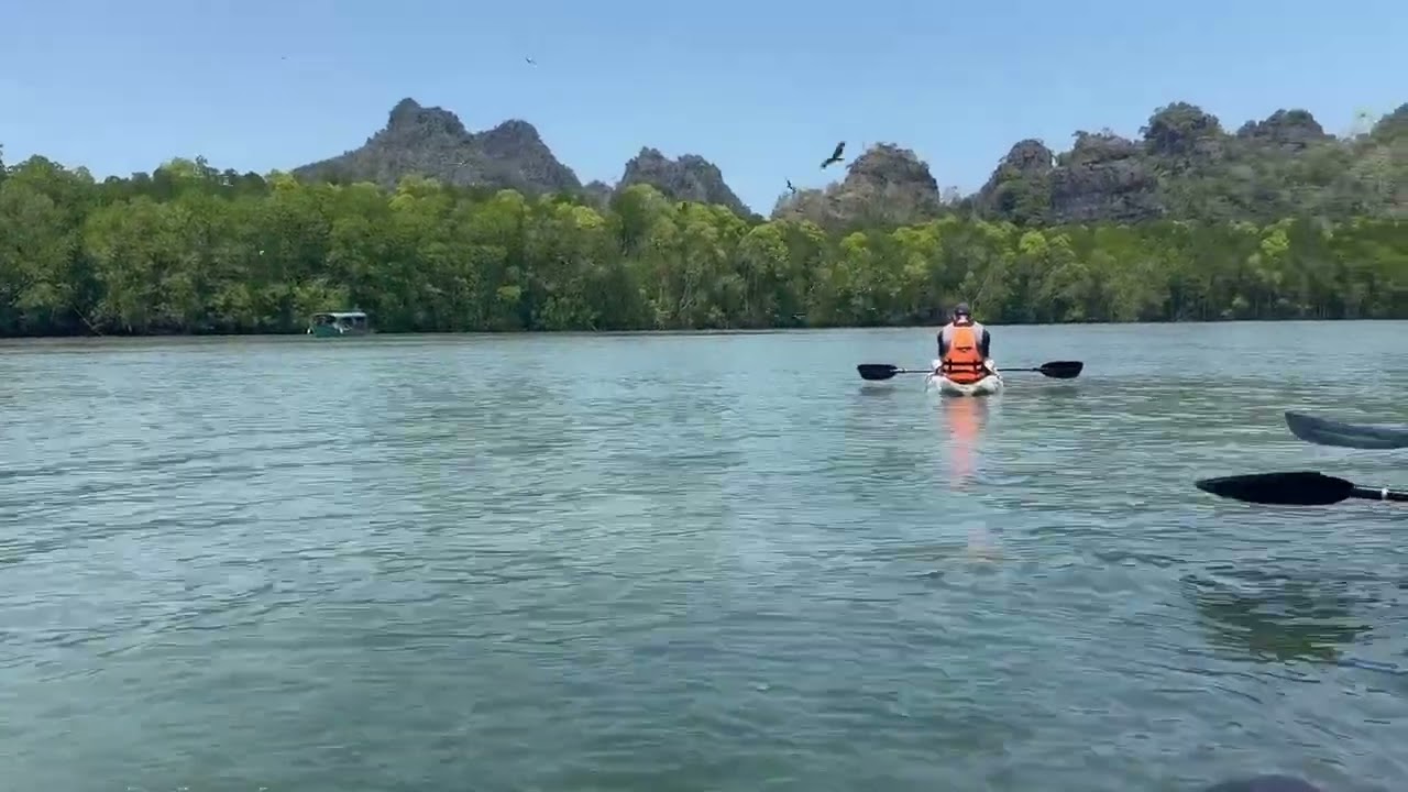 Kayaking and birdwatching in the Kilim mangrove, Pulau Langkawi Island, Kedah, Malaysia