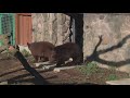 Black Bear Cubs Make Debut At Columbus Zoo And Aquarium