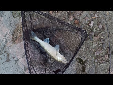 Syys kuhaa suvannolta