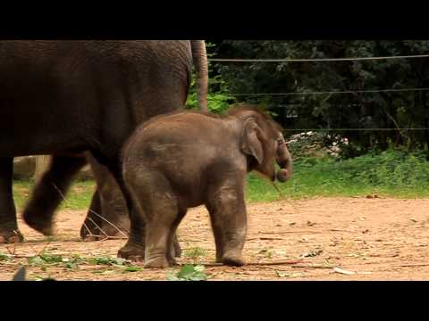 Anchili im Zoo Berlin 31.08.2012