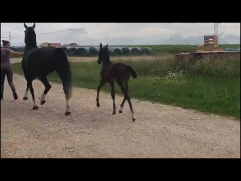 Video Valverde x Negro