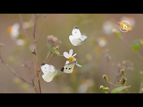 Xhulejbib (r.a) -  Jete Sahabesh