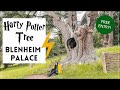 How To Find The Harry Potter Tree Blenheim Palace Visit For FREE