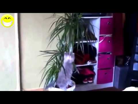 Funny Cats Compilation   Funny Videos 2014   Funny Animals    NEW 2015