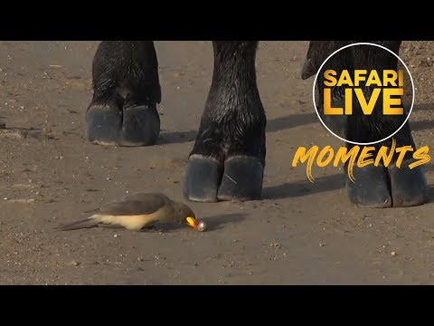 oxpeckers paraziták a próféta féregének kezelése a férgektől