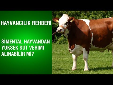 , title : 'Hayvancılık Rehberi - Simental Hayvandan Yüksek Süt Verimi Alınabilir Mi?'