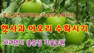 햇사과 아오리 수확시기 아오리사과맛있는시기  [사과재배]