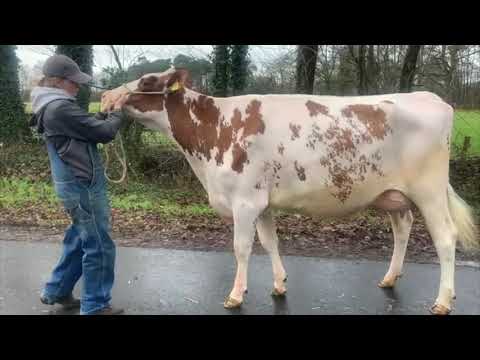 Kat Nr 12 - KOE Top Gun DE 05 417 43427 // TGA 2024