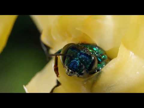 La Polinisation (e-Qissmi)