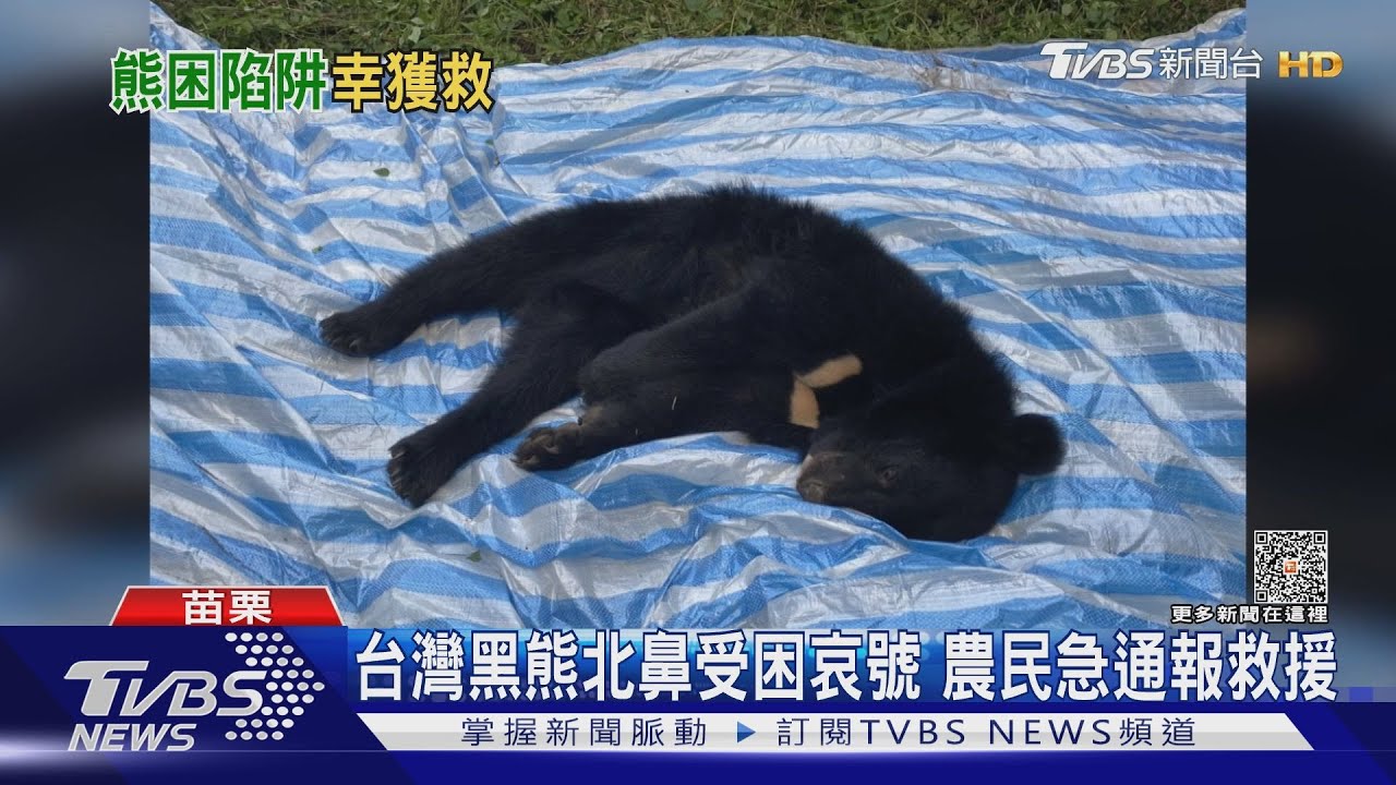 台灣黑熊北鼻受困哀號 農民急通報救援