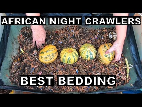 African Night Crawlers' Preferred Bedding