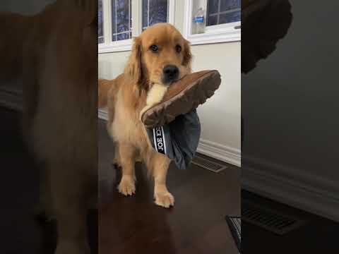 Tell Me You Have A Golden Retriever