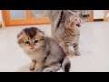 This Cute Hungry Kitten Meows Loudly At Its Owner When It S Time To Eat