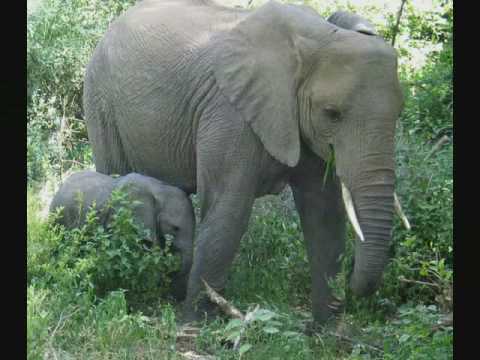 Tanzania safari bookings, and Kilimanjaro climbing travel inspiration video