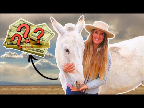 How much does a HORSE or MULE cost in 2024? Everything you NEED to know! (Are they worth it??)