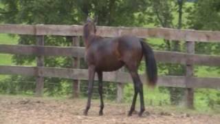 preview picture of video 'Black morgan horse Jasmine'