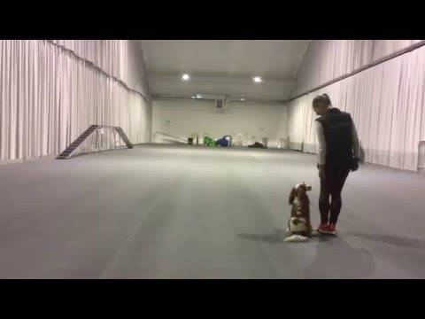 Allan början på lydnadsklass 2 moment. Apportering och rutan