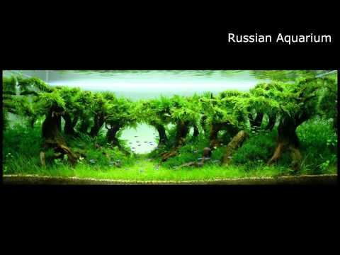 Best World Aquascape - Underwater Landscapes - Awesome Aquascaping #2