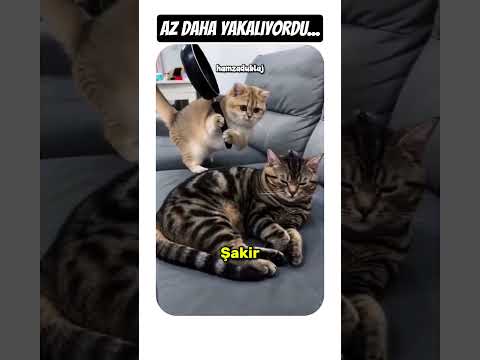 ŞİMDİ YAKALADIM SENİ!
