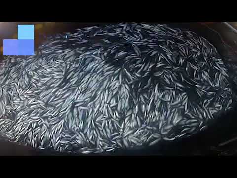 Amazing Net Fishing Under Ice Catch Hundreds Tons of Big Fish ||  Great fishing in the sea