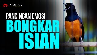 Download lagu MURAI BATU GACOR PANCINGAN EMOSI BONGKAR MATERI FUL ISIAN mp3