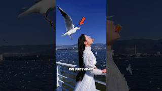 Download lagu Bagaimana Burung Camar Menggunakan Mantra Penangkap Cacing? 😨 mp3