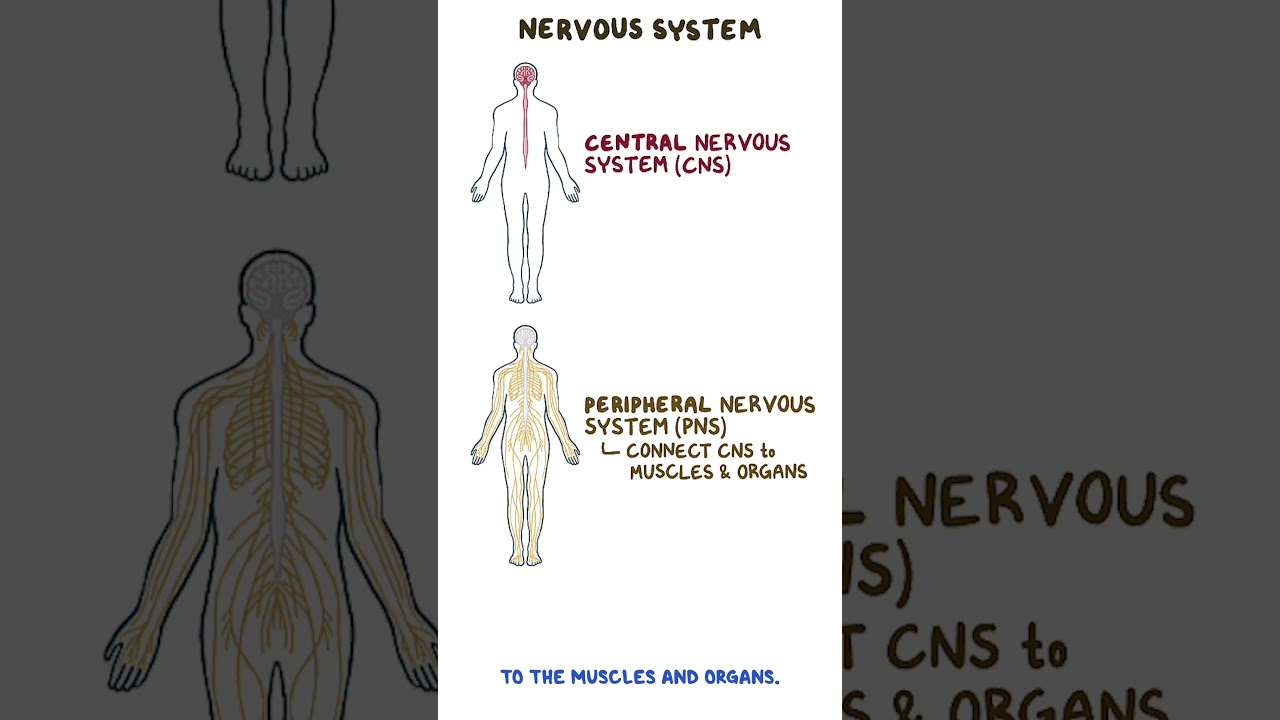 Clinical Cuts: Anatomy and physiology of the nervous system