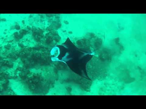 Youtube Manta Rays with Piano Man