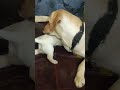 My Bunny Catching Her Babbis