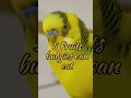 5 Fruit Budgies Can Eat ️ ️ Budgies Shorts Parakeet Birds