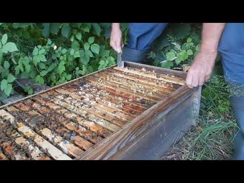 Een Topkast vol met bijen en honing