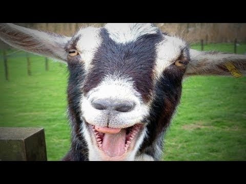 Chèvres rigolotes chèvres rigolotes et mignonnes (complet) [animaux rigolos]