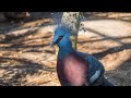 victoria crowned pigeon goura victoria ভিক্টোরিয়া ক্রাউনড কবুতর  গৌরা ভিক্টোরিয়া