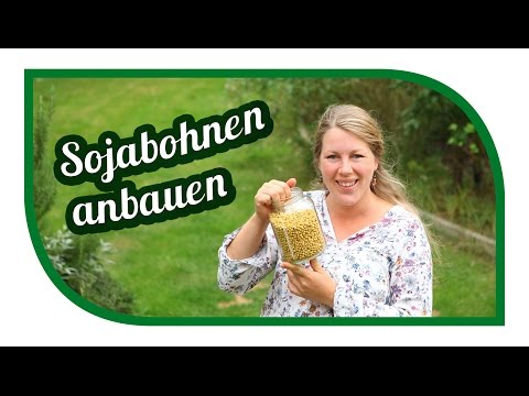, title : 'Sojabohnen anbauen | Ernte | 1000 Gärten Experiment | Exoten im Garten'