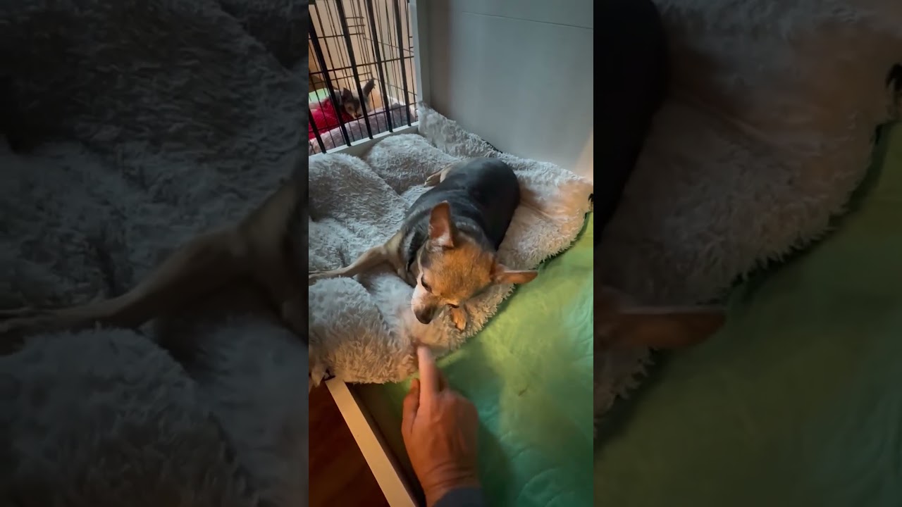 Enlarge Tiny, a Adoptable mixed breed in Wilkesboro, NC video 3/3