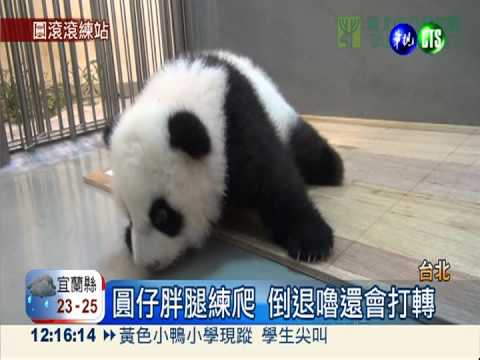 後肢沒力... 圓仔"倒退嚕"超可愛