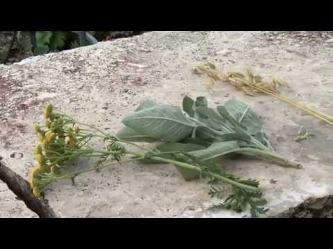 Schöner Brauchtum: Kräuterbuschen an Maria Himmelfahrt (Regio TV Schwaben)