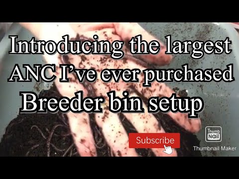 Setting up my ANC breeder bins￼, HUGE!!! Worms!!! #wormcomposting