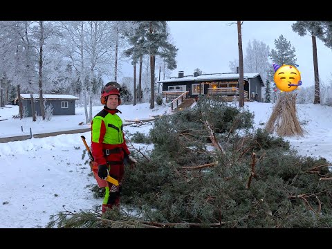 Ihan parhaita keikkoja nämä: nopeasti puu nurin ja äkkiä karkuun. Husqvarna 572 xp