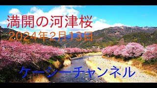 満開の河津桜【2024年2月13日】