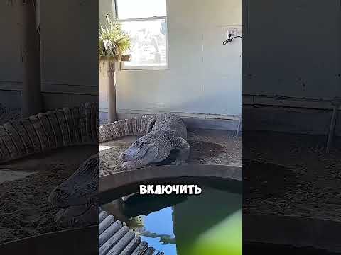 Крокодил живёт у него дома 🤯 #short