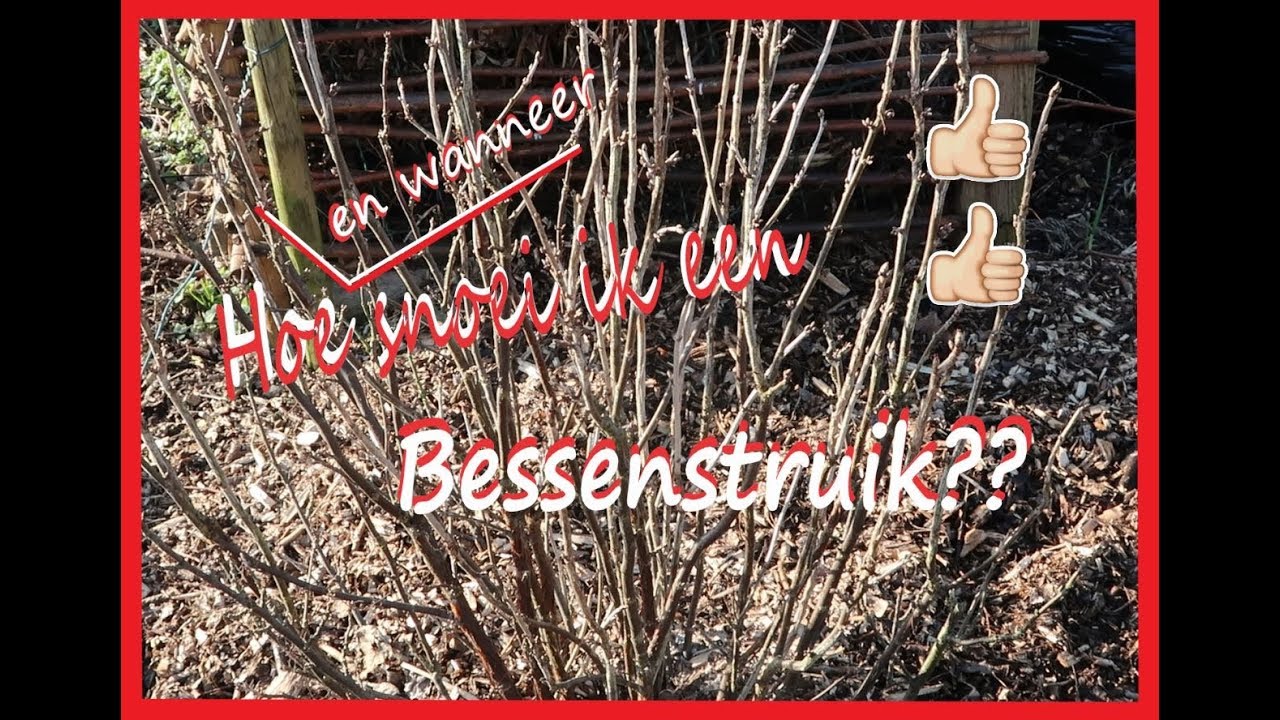 Hoe (en wanneer) snoei ik een bessenstruik (rode bes, witte bes, zwarte bes, blauwe bes, enz.