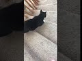 Fat Tuxedo Cat Runs Down The Stairs