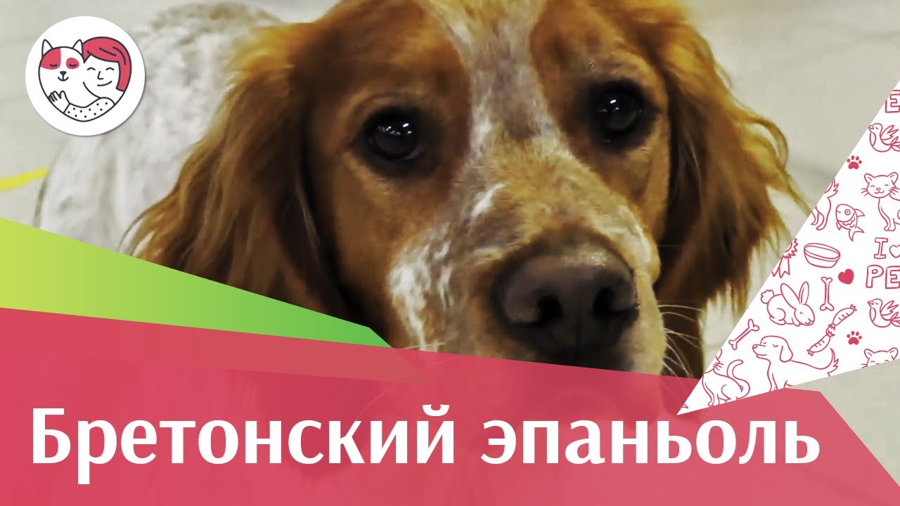 Бретонский эпаньоль на ilikepet. Особенности породы, уход