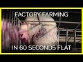 Factory Farming in 60 Seconds Flat - YouTube