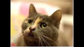 RBARI Adoptable Cats  9-4-14