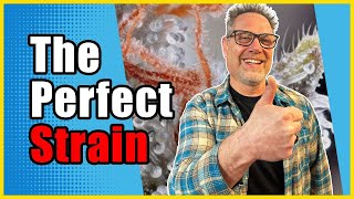 Strain Selection 101: How to Pick the Best Cannabis Strain for Your Grow