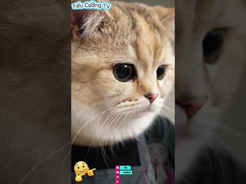 Ông chủ này gắt quá… nhưng buồn cười thật #ultraman