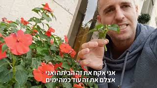 בשמת צמח צל פורח קל לריבוי והשרשה
